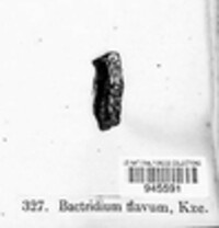Bactridium flavum image